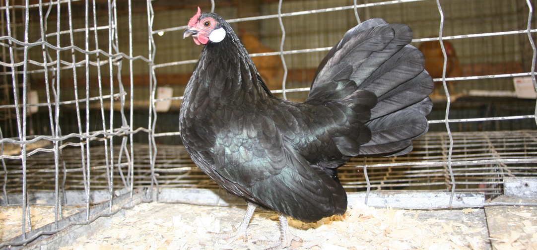 Black Rosecomb hen owned by Shannon Doane