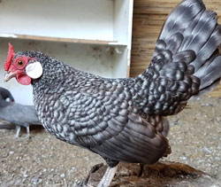 Barred Rosecomb hen owned by László Tóth
