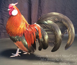 Black Breasted Red Rosecomb cockerel owned and shown by Katherine Plumber