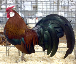 Black Breasted Red Rosecomb cockerel owned and shown by Katherine Plumber