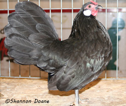 Black Rosecomb hen owned and shown by Shannon Doane