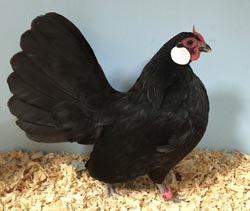 Black Rosecomb pullet owned and shown by William Patterson