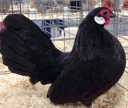 Black Rosecomb pullet owned by Steve Steadman