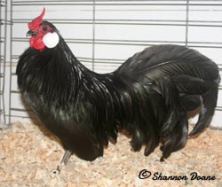 Black Rosecomb cockerel owned and shown by Shannon Doane
