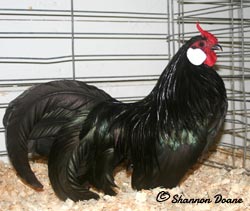 Black Rosecomb cockerel owned and shown by Shannon Doane