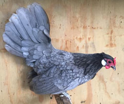 Blue Rosecomb pullet owned by Timmy Glidewell