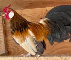 Buff Columbian Rosecomb Cockerel owned by Curtis Geary