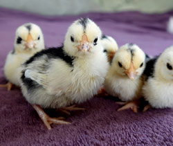 Mottled Rosecomb chicks owned by Shannon Doane
