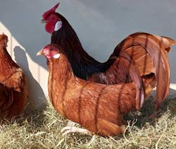 Red Rosecomb hens owned by Ákos Lázók