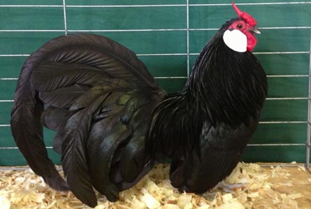 Black Rosecomb male owned by William Patterson